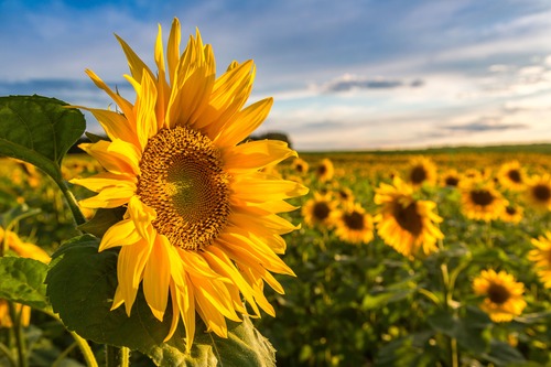girasole con sfondo campo di girasoli