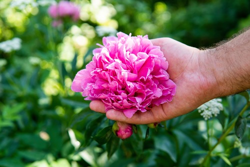 mano con peonia rosa