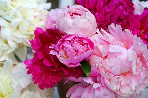 bouquet peonie