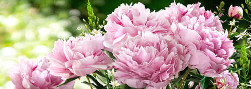 bouquet peonie lilla