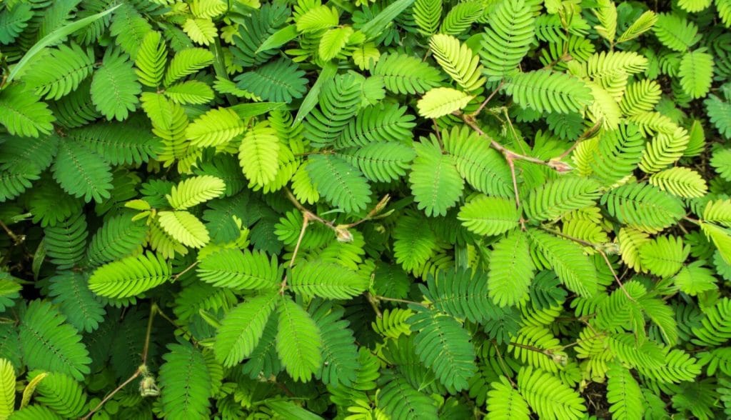 foglie della mimosa primo piano