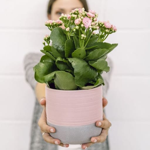 kalanchoe pianta perenne grassa