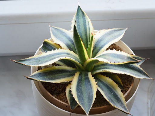 Agave