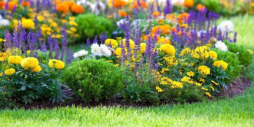 aiuole fiorite con fiori colorati gialli, viola e bianchi