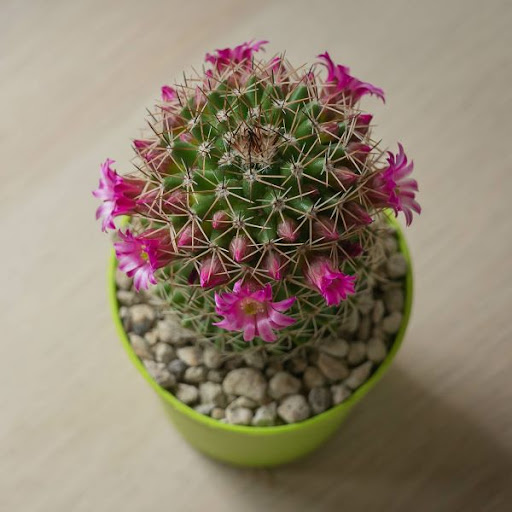 L'echinopsis pianta grassa con fiori fucsia