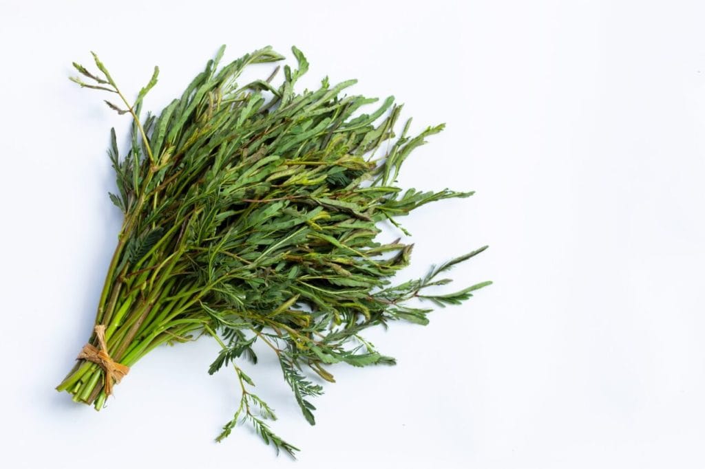 foglie di mimosa pudica in vaso bianco di cui bisogna prendersi cura per evitare le macchie o le foglie marroni