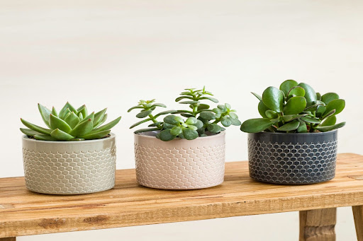 piante succulente ornamentali da giardino tris di piante grasse in vaso grigio, bianco e nero sopra una panca