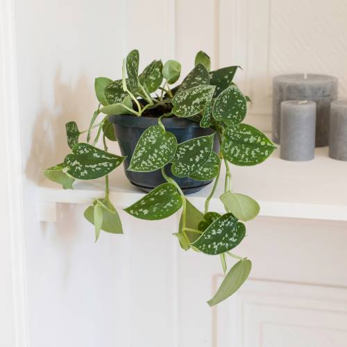 Pothos