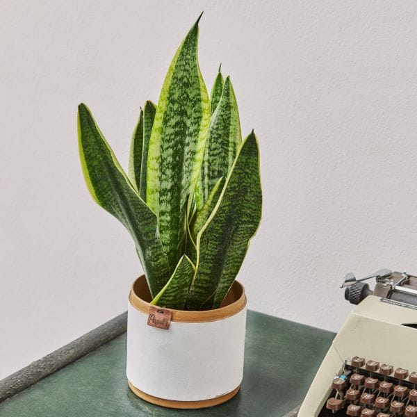 Sanseveria