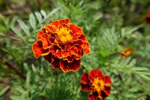 Tagetes erecta
