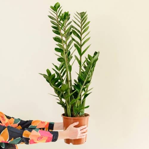 Zamioculcas zamilifolia