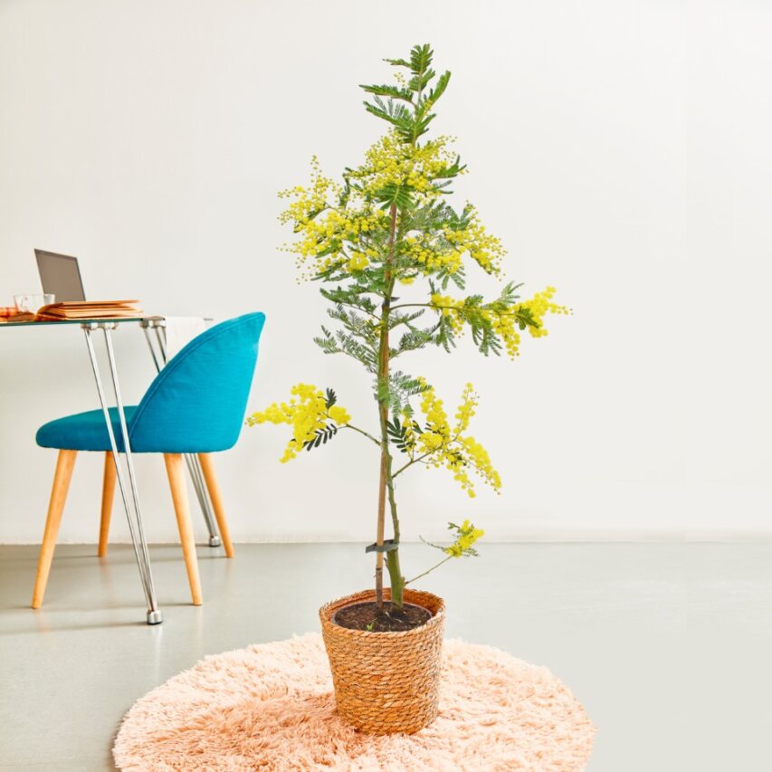 albero di mimosa in vaso in casa