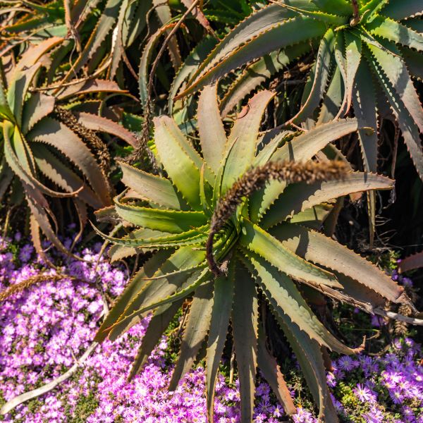 Aloe vera da esterno