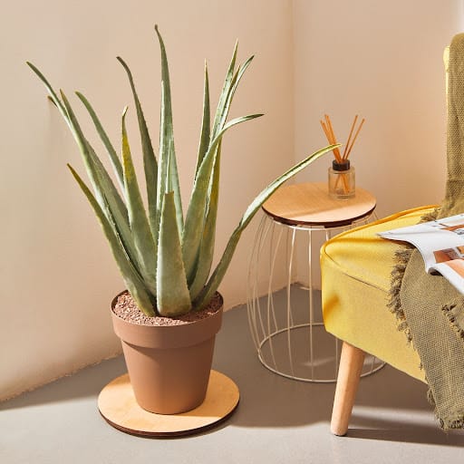 aloe vera con vaso color terra in una stanza dai colori accesi
