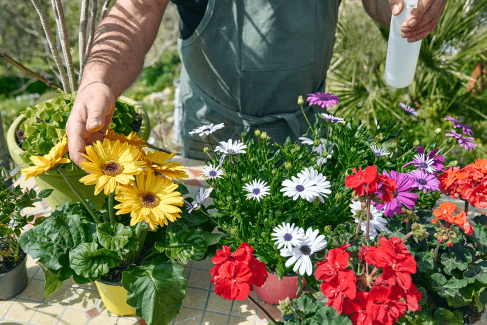 Annaffiare le gerbere in giardino