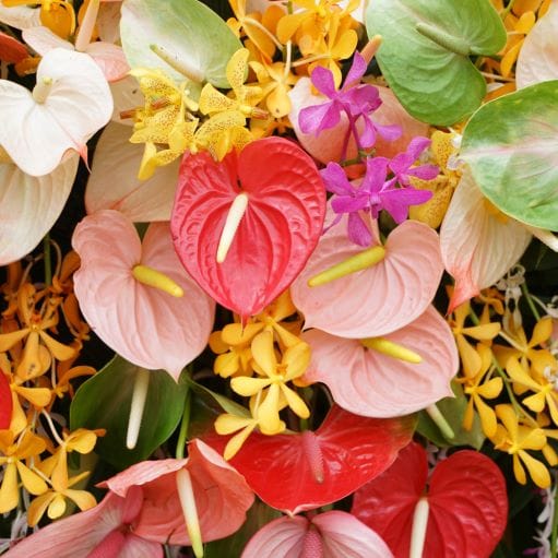 Anthurium