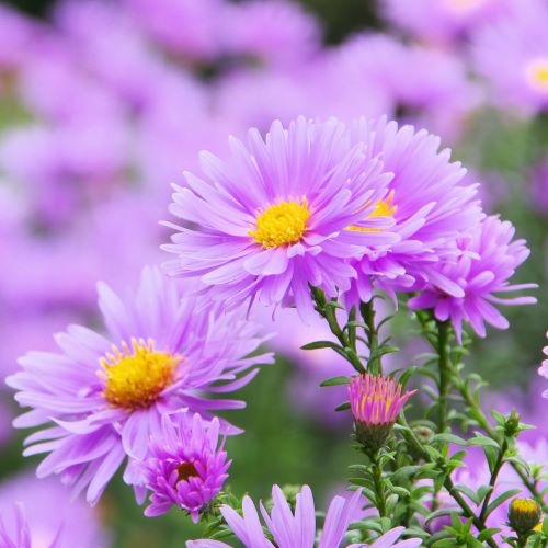Aster