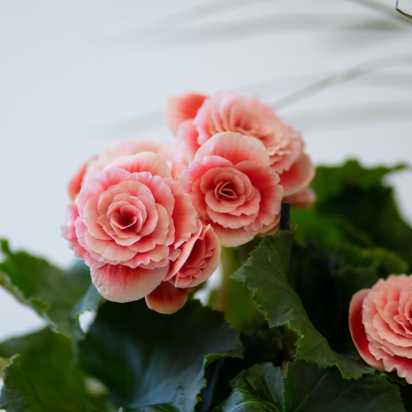 Begonia rosa