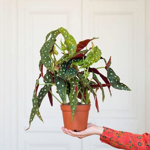 Begonia in vaso color terra tenuto da una mano