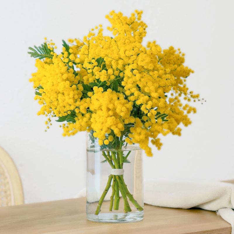 Bouquet di mimosa in vaso