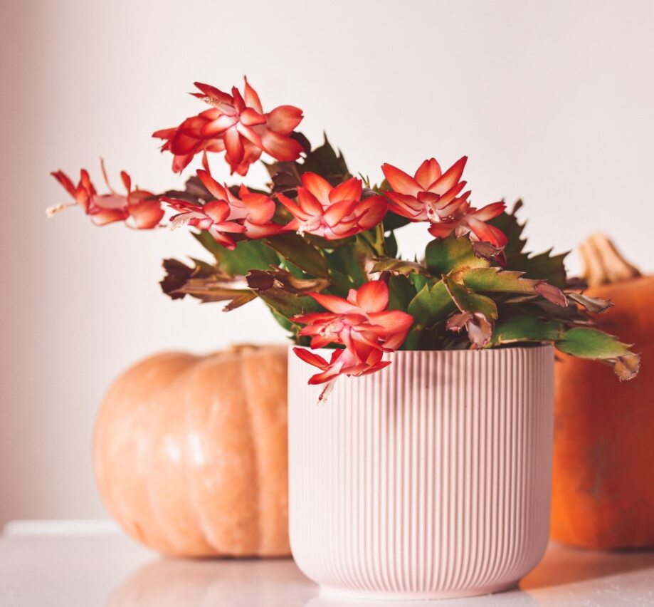 cactus di natale rosso in vaso rosa davanti a zucche autunnali