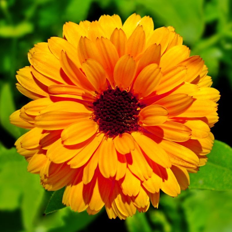 Calendula arancione