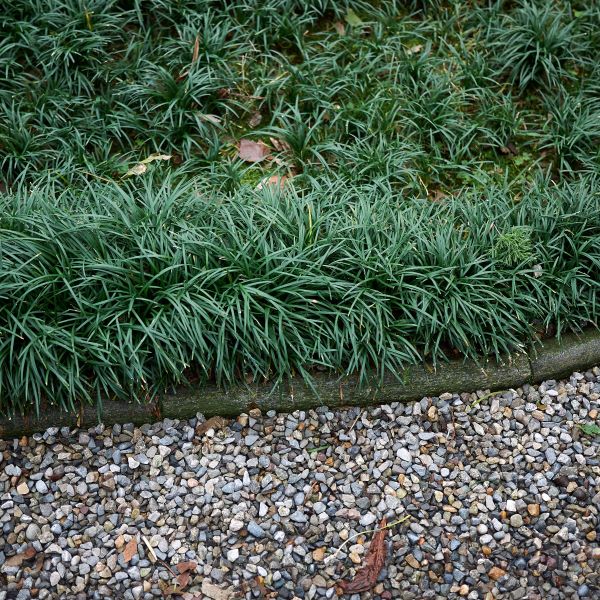 Convallaria Japonica