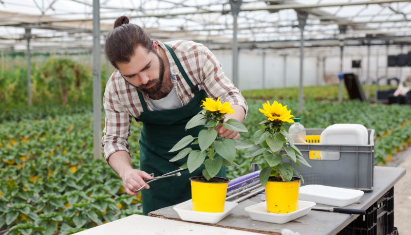 Cura dei girasoli in vaso