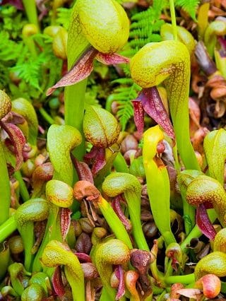 Darlingtonia californica