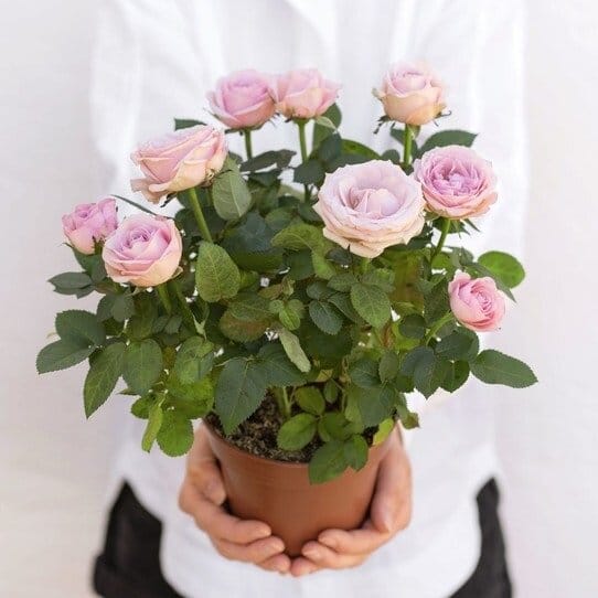 rose di colore rosa in vaso di terra cotta