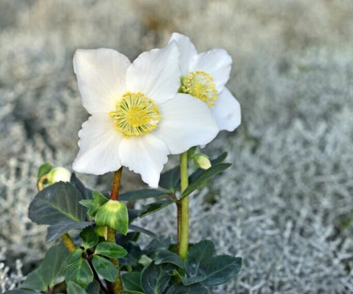 due fiori di elleboro nero di colore bianco che spuntano dal giardino