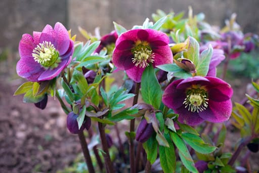 tre fiori in giardino di elleboro nero dal colore viola scuro