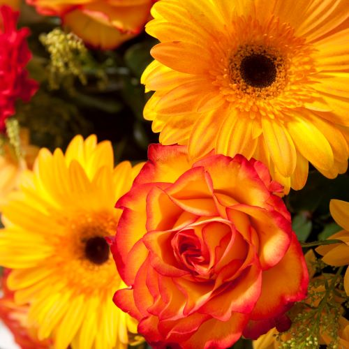fiori gialli e arancioni