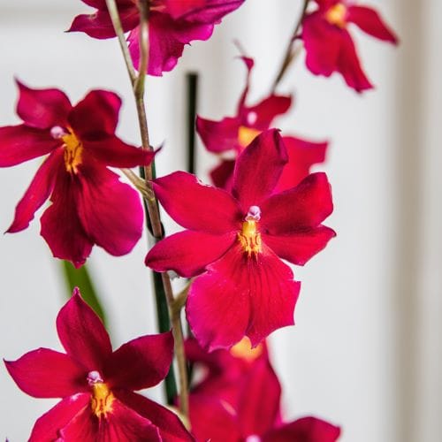 fiori dell'orchidea