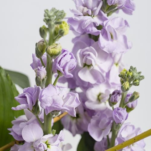 Fiori viola funebri