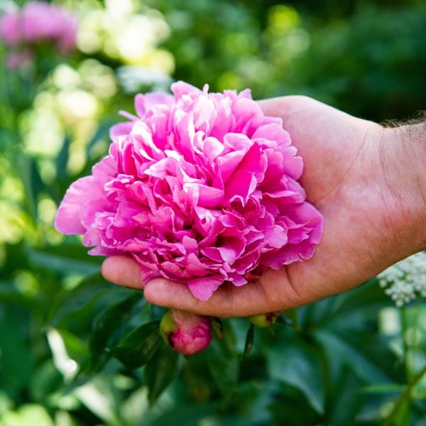 primo piano peonie gialle coltivazione che vengono toccate