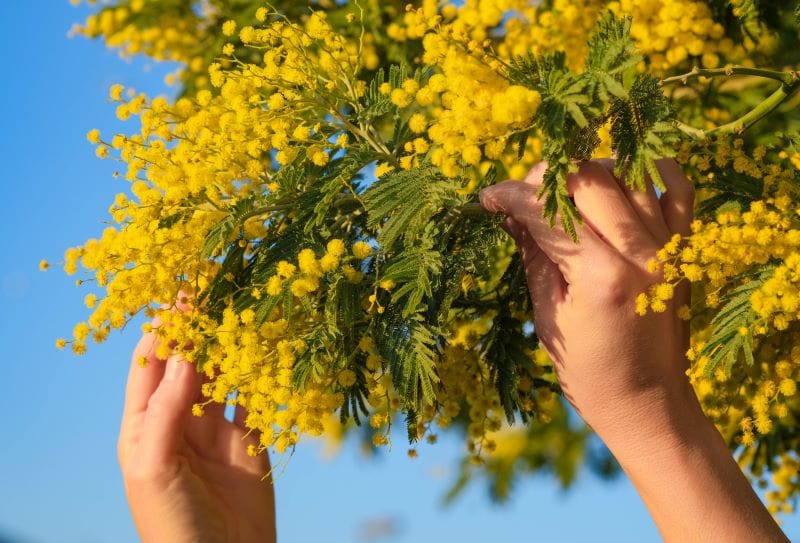 foglie della mimosa marroni o gialle