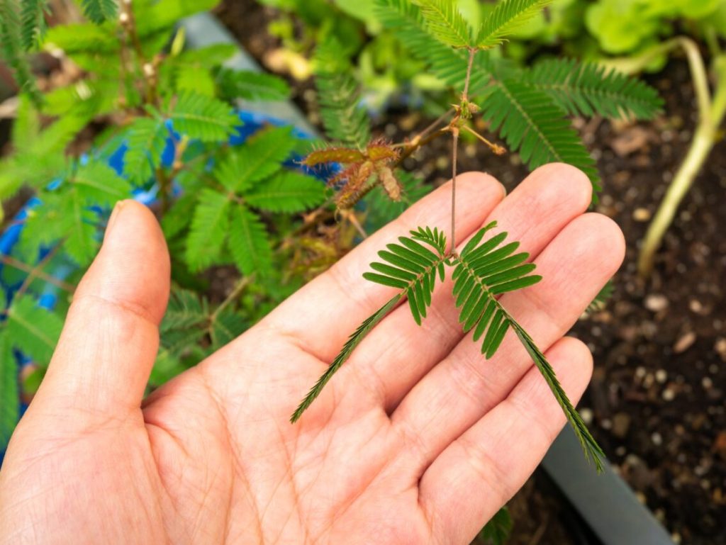 foglie mimosa pudica in primo piano tenute da una mano
