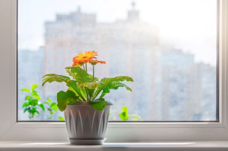 Gerbera in vaso in casa