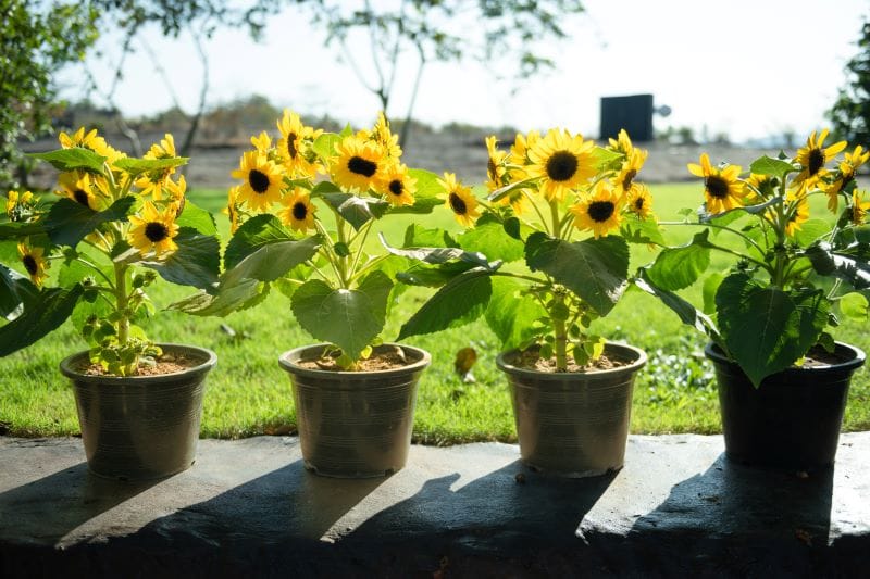 Girasoli in vasi