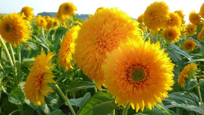 Girasoli Teddy Bear