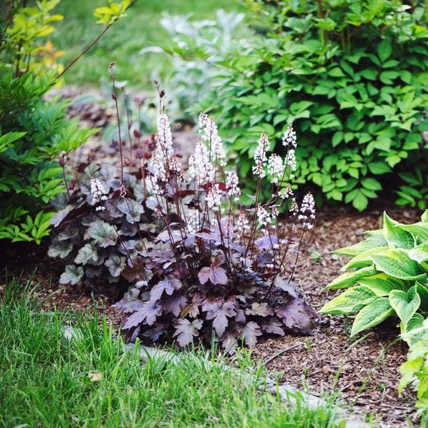 Heuchera