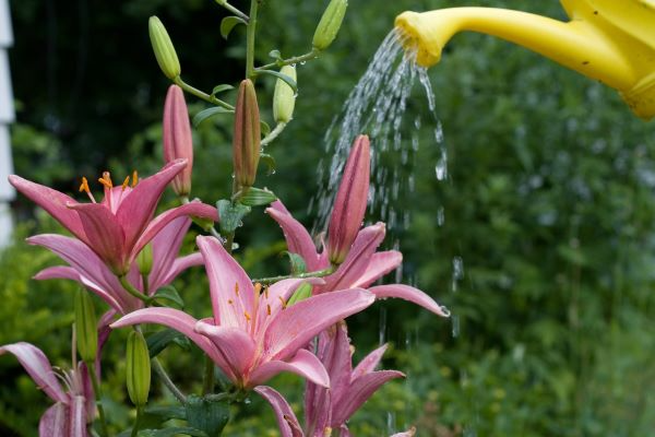 Come innaffiare il giglio asiatico