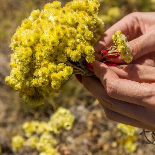 immortelle fiore