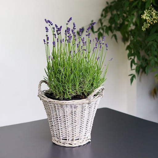 Lavanda sbocciata dentro vaso in vimini bianco