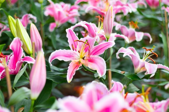 Bellissimi gigli orientali rosa in fiore