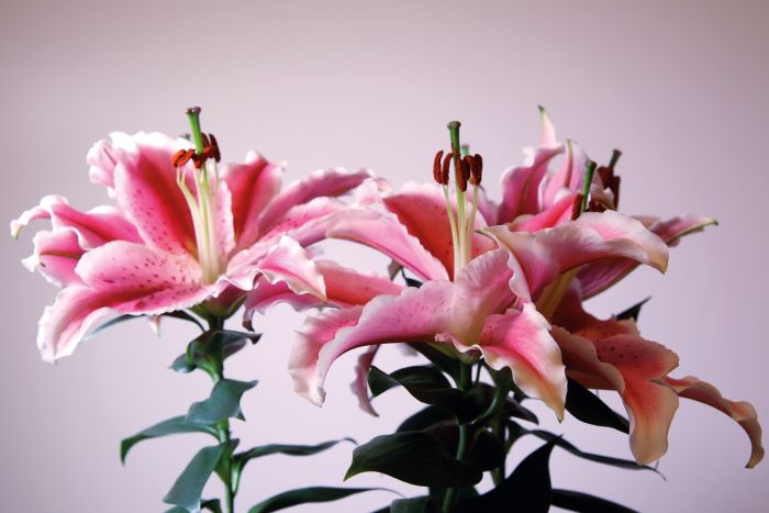 Gigli orientali in fiore