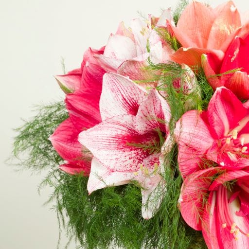 mazzo con amaryllis