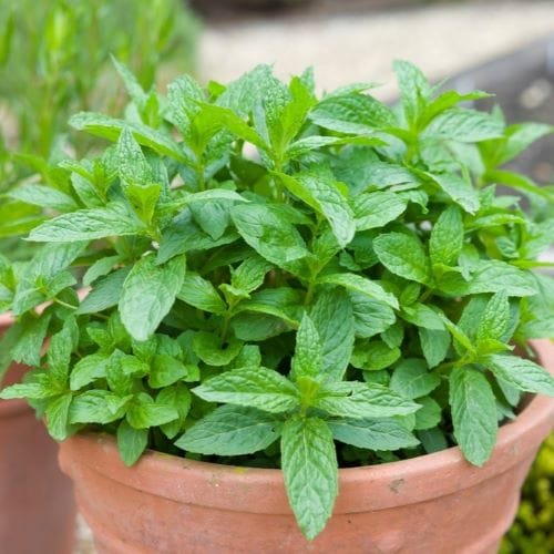 Menta piperita