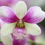 L’orchidea Dendrobium